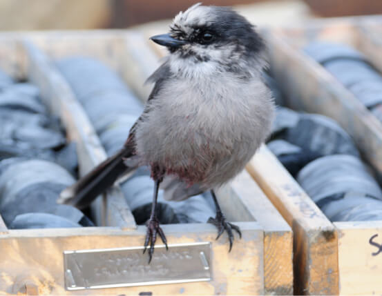 Bird Sitting On Core Sample Box